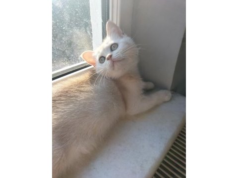 Safkan british shorthair mükemmel bir gen taşıyor
