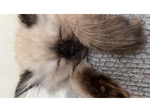 British longhair prensesim
