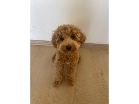 Sevimli maltipoo