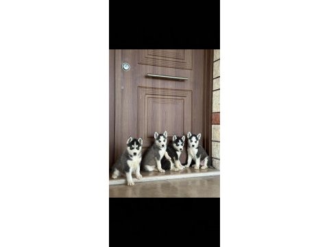 Husky sibirya kurt yavrularımız