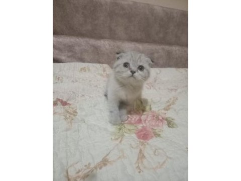 Çok tatlı scottish fold yavrularımız