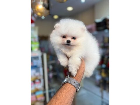 Orjinal show pomeranian boo ayı surat yavrularımız