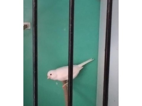 Üreticiden satılık malinua kanarya
