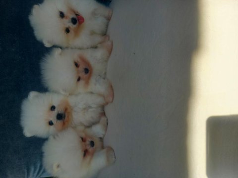 Teacup kar beyaz pomeranian yeni yavrular
