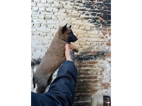 Belçika kurdu yavrularımız ırk garantilidir