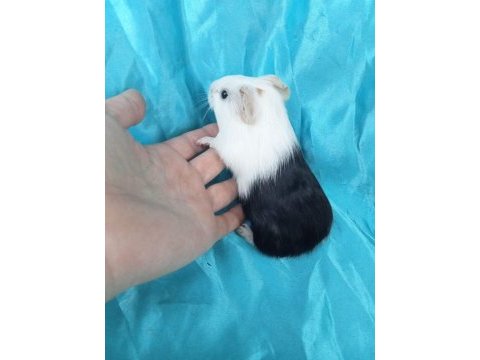 Amerikan erkek ve dişi ginepig yavru