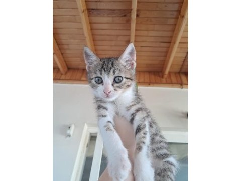 1 aylık dişi tekir
