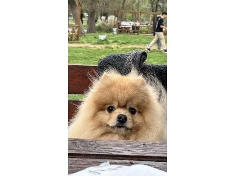 Pomeranian boo – pasaport ve eğitimli satılık
