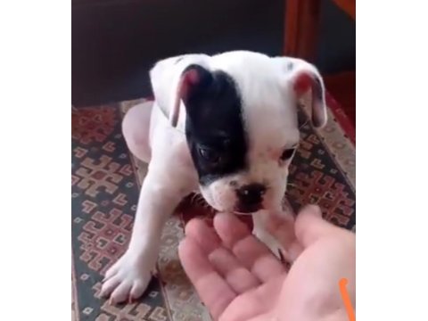 Fransız bulldog yavrular izmirden
