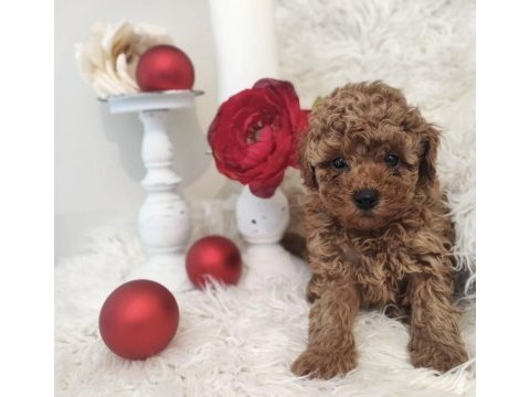 A kalite tüy dökmeyen toy poodle köpeği