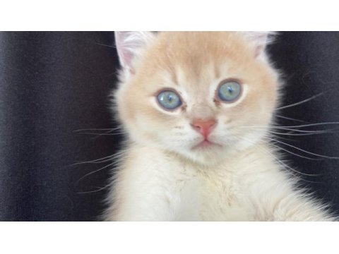 3 aylık erkek ay11 british shorthair