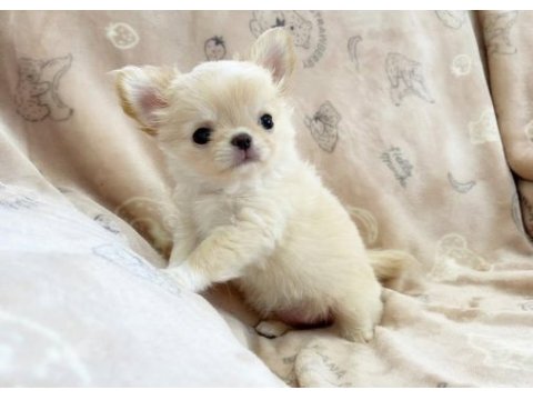 Irkının en iyi köpeğine sahip olmak isteyenler için