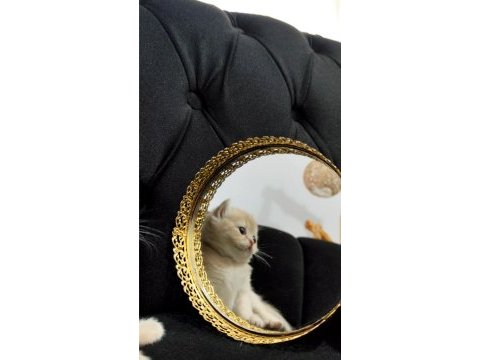 Rezerveye açık dişi british longhair yavrular