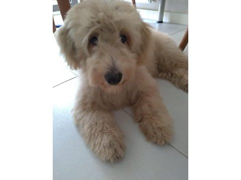 4 aylık yavru maltipoo