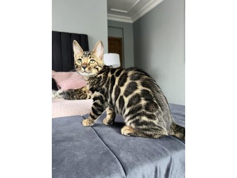 Show class brown bengal yavrular