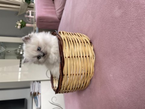 Çok sevimli minnoş british longhair yavrunuz