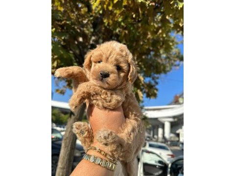 Maltipoo yavrum 55 günlük köpekler
