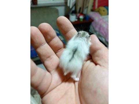 Rengarenk syria hamster yavrular