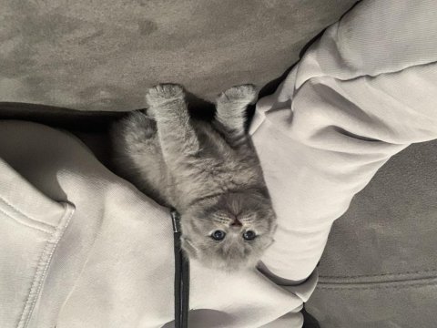 Evden safkan kalite scottish fold yavrular