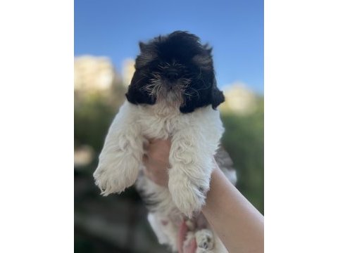 Shih tzu yavrular