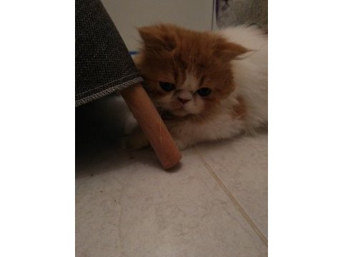 1 yaşındaki tatlı exotic shorthair kedisi