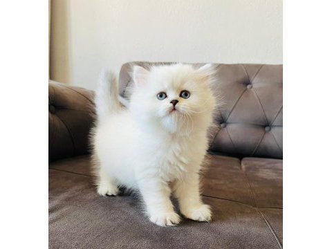 British longhair yavrularım