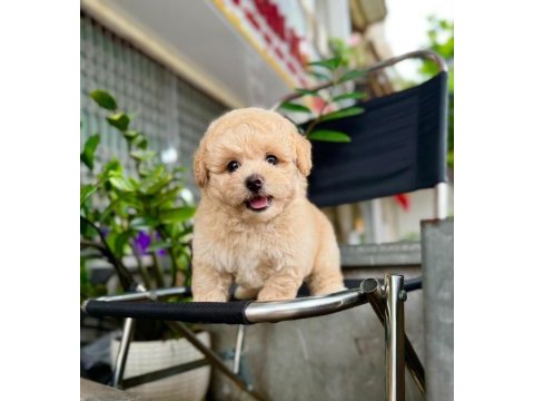 Maltipoo puppy