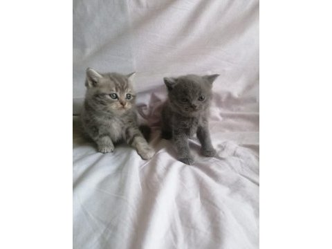 Scottish fold yavruları