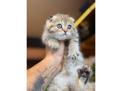 Sağlık ve ırk garantili scottish fold