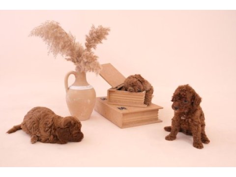Toy poodle bebeklerimiz