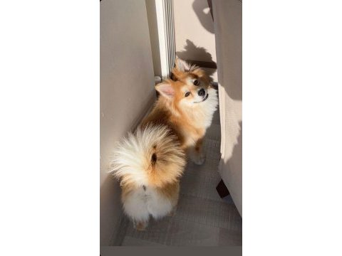 Pomeranian alman spitz karma