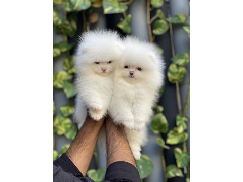 Mersin pomeranian boo