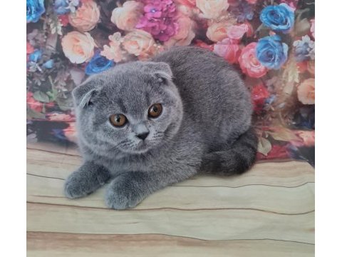 Scottish fold yavrular sahibinden