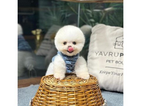 A+ kalitede pomeranian yavrular için iletişime geçin