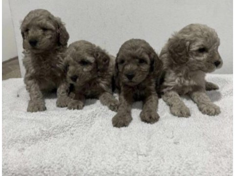 Toy poodle köpekleri