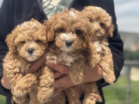 Show kalite kore tea cup maltipoo yavrularımız