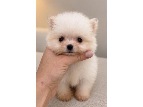 Minicik pomeranian boo