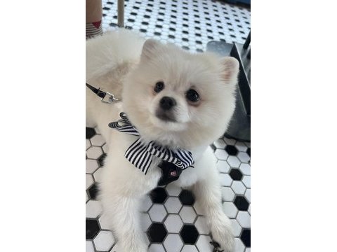 Yakışıklı pomeranian köpeği oğlum