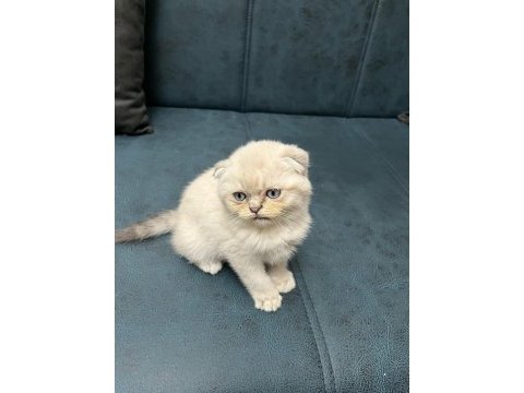 Dünya tatlısı scottish fold yavrularımız