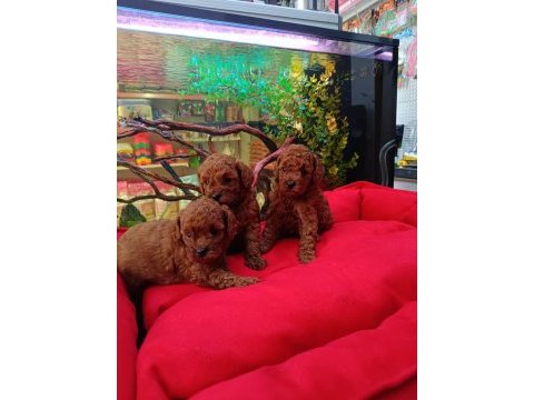 Kore red brown safkan toy poodle yavrular