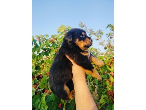 Koca kafa küt burun rottweiler yavruları