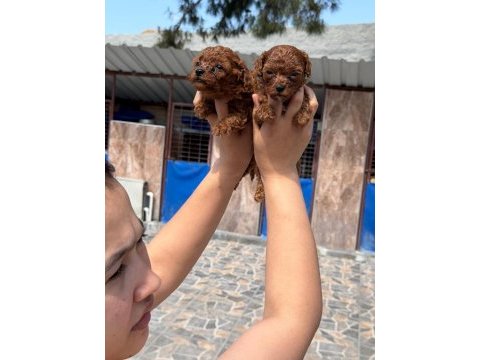 Kore poodle micro bebekler