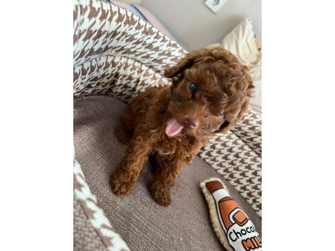 Orjinal toy poodle
