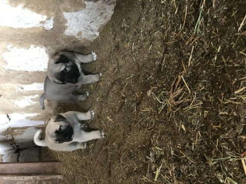 Orjinal güdük kangal yavruları