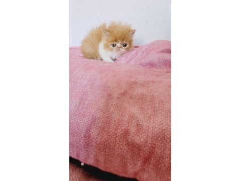 Turuncu egzotic tatlı kuzucuk exotic shorthair