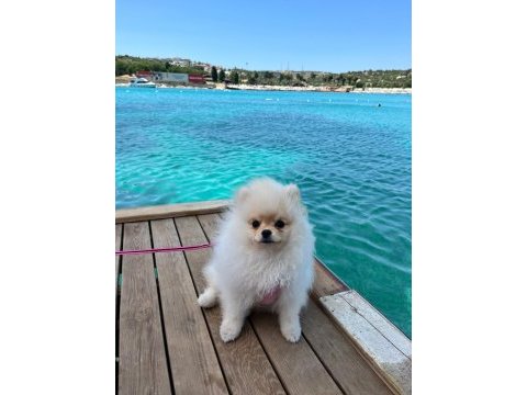 Tam bir bebek pomeranian