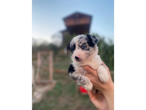 Border collie yavrularımız soy kütük belgeli