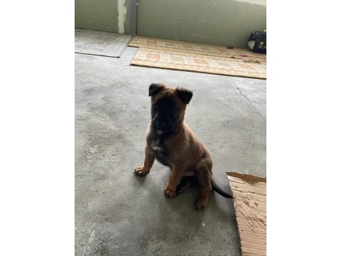 50 günlük erkek malinois günü gelen aşıları yapılı