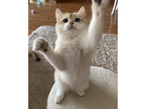 Safkan british shorthair golden erkek yavru