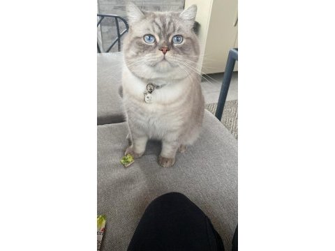 British shorthair cinsi lokum için yuva arıyoruz